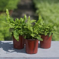 Harts Tongue Fern (Asplenium scolopendrium)